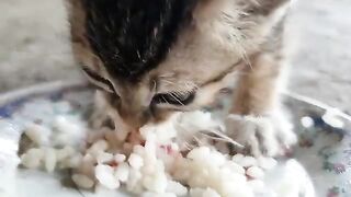 Kitten Eat His First Food