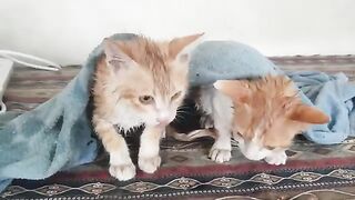 Wet Cats Licking Their Body