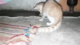 This Is How Cats Eat Insects