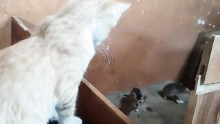 My Cat Meet New Orphan Cats