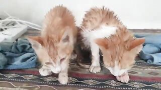 Funny Wet Cats After Bath