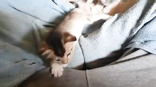 Cutest Orphan Kitties Playing