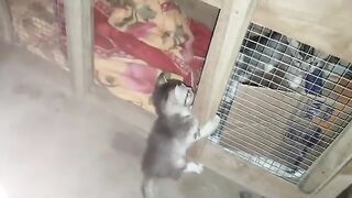 Cutest Kittens Are Playing