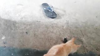 Cat Wants To Eat Slippers