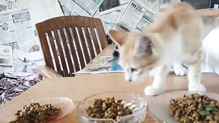 Cats Eating - ASMR