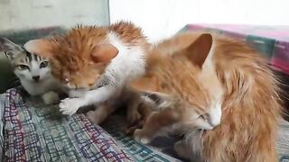 My Cats Dry Them After Bath