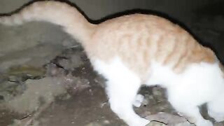 Cat Loose motion