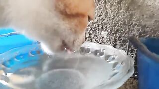 Cat Drink Water - ASMR Sound