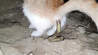 My Kitten Touch His Own Poop - Funny Yuk Video