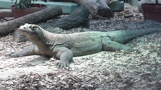 Komodo dragon close-up eating food and closing eyes