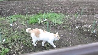 A brown and white cat with a hooked tail that bends from the middle.The tail stands up when it finally meets its favorite aunt.