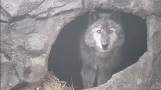 Black Wolf Howls to the Thunder.