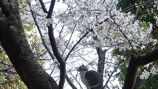 Cats Over Flowers Cats Climbing Cherry Trees