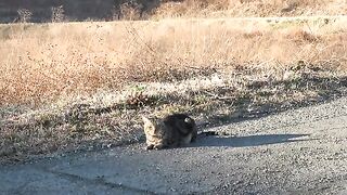 The cat I met on the road has a cute voice when it runs while meowing.