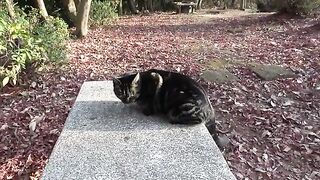 A cat with a tail flopping on a bench