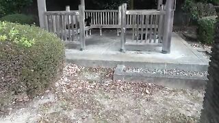 Stray cats in Japanese pavilion