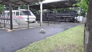 Stray cats, a maglev and a steam locomotive