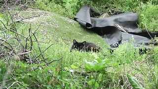 Relaxed stray cat at our garden in the afternoon