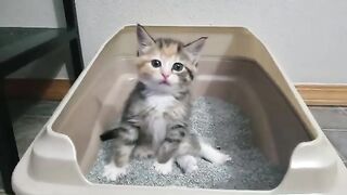 Try not to laugh kitten pooping