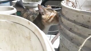 funny cat opens her mouth after smelling something