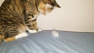 Hilarious kitten playing with cotton!