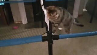 funny cute kitten playing ping pong!