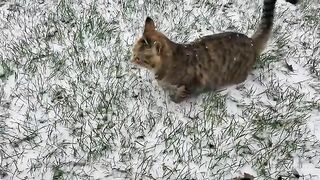 Cute kitten first time in snow!