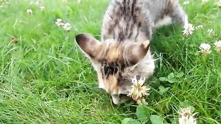 Cute kitten playing around