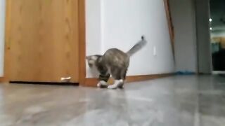 Funny kitty cat!