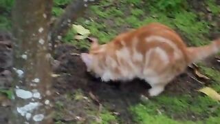 CAT'er Pilar - My cat digging a hole, a Poop Hole? Pee Hole? :P