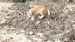 Cat digs the soil and pooping