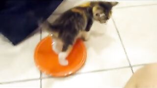 Kitten VERY Protective of her Food