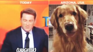 When the dog accidentally attends a news interview.