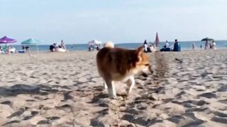 An awesome cute animal video : A nice dog kitten playing and relaxing