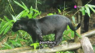 Rare Black Panthers spotted in Odisha forests!!!????????????.