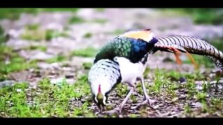 Lady Amherst's Pheasant,.