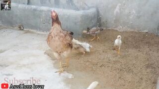 Aseel chicks ki sardi ki khurak -sardiyo may chicks ki khurak