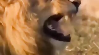 lion laughing best funny meme