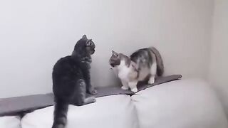 Two Cats Trying to Fight