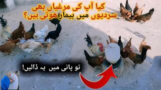 Murghio ko sardi say kaisy bachain _ sardion main murghio ki hifazat _ hens winter care