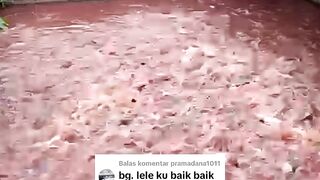 Air kolam BAU❗Lakukan cara ini untuk mengatasi dan mencegahnya