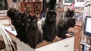 National Black Cats