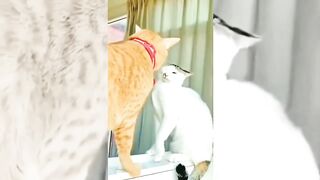 Compilation of cute cats