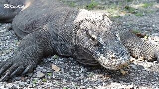 The Komodo dragon