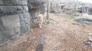 Tiger in Zoo