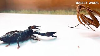 Insect Wars