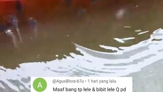 Gara-gara DAUN PEPAYA ikan lele ku jadi pada MABOK