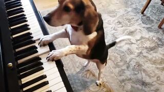 Dog Playing Piano