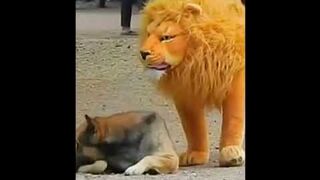 Prank dog with fake lion & tiger #shorts