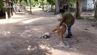 Big Fake Tiger VS Prank Dogs ~ Must Watch Funny Video Will Make You Lough 2021